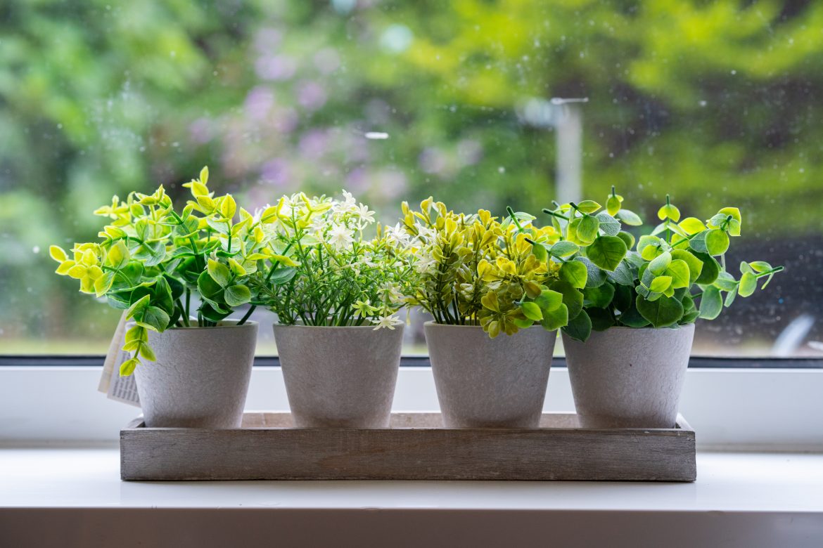 plants on a windowsill