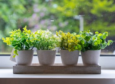 plants on a windowsill
